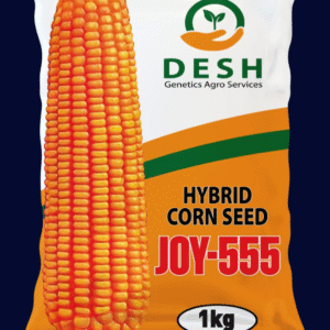 হাইব্রিড ভূট্টা- জয়-৫৫৫।জেনেটিক্স এগ্রো।Hybrid Maize-Joy 555।Genetics Agro