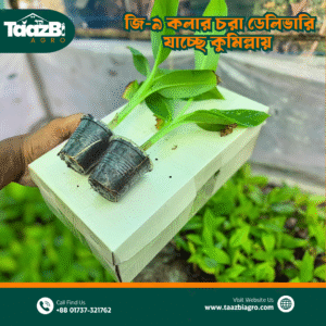 জি৯ কলারচারা